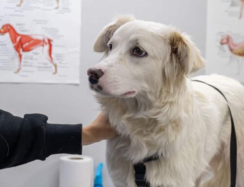 When Your Regular Vet Is Closed: What to Do and Where to Go