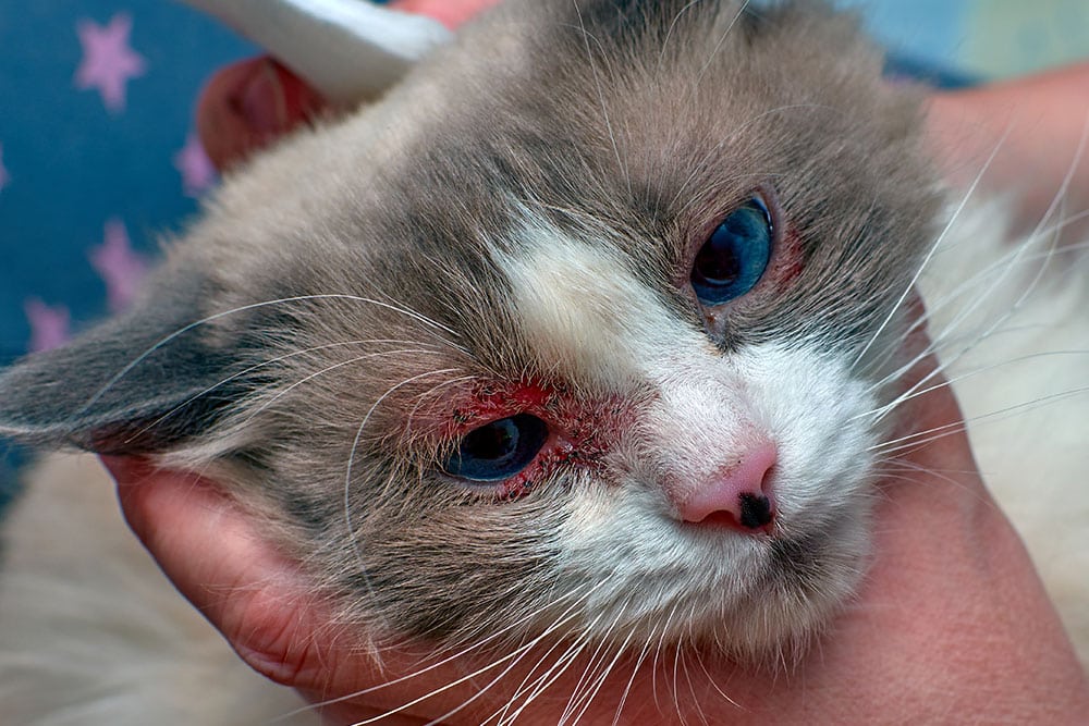 A close-up of a long-haired cat with red, crusty skin and discharge around its eyes being held by a person.