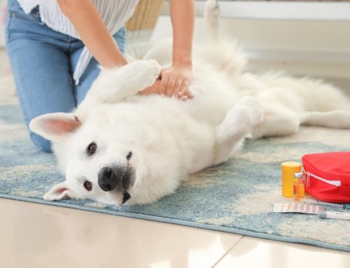 How Much Does Emergency Vet Care Cost?