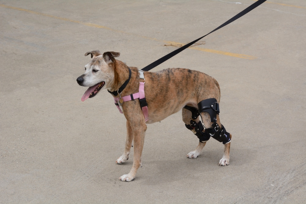 Dog walking on a leash while wearing knee braces for hind leg support